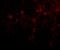 EBI3 Antibody